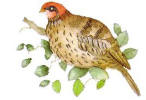 Partridge in a pear tree.
