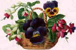 Picture of basket of pansies and flowers.