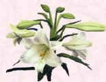 Picture of Casablanca lillies.